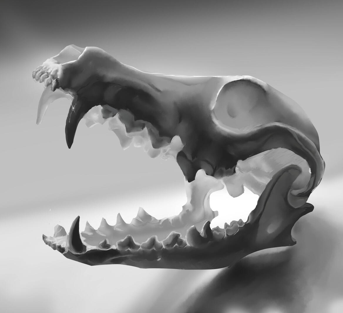 skull